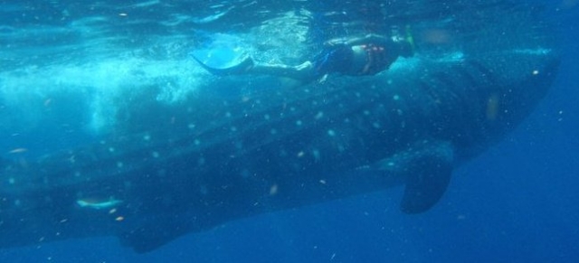 Snorkel con el tiburon ballena